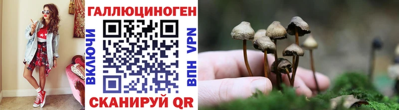 закладка  Медногорск  Псилоцибиновые грибы Psilocybine cubensis 